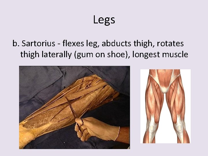 Legs b. Sartorius - flexes leg, abducts thigh, rotates thigh laterally (gum on shoe),