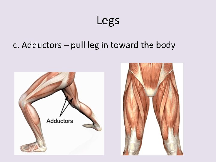 Legs c. Adductors – pull leg in toward the body 