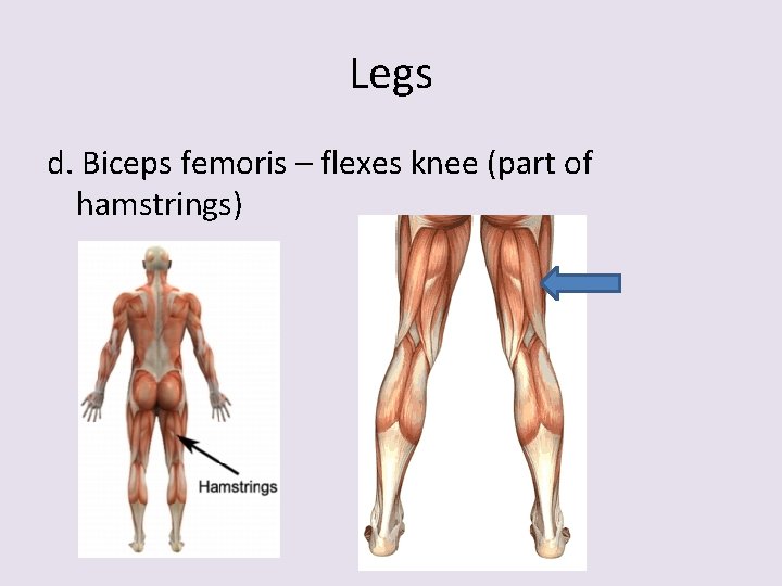 Legs d. Biceps femoris – flexes knee (part of hamstrings) 