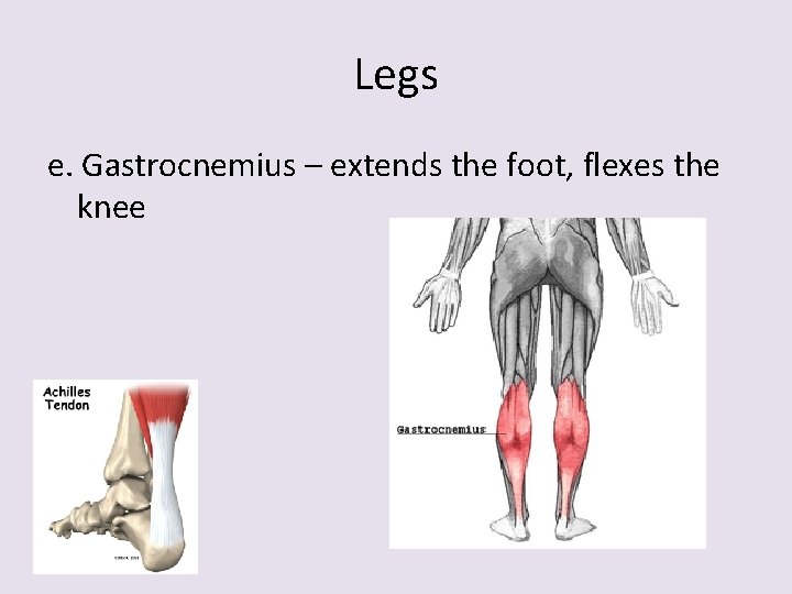Legs e. Gastrocnemius – extends the foot, flexes the knee 