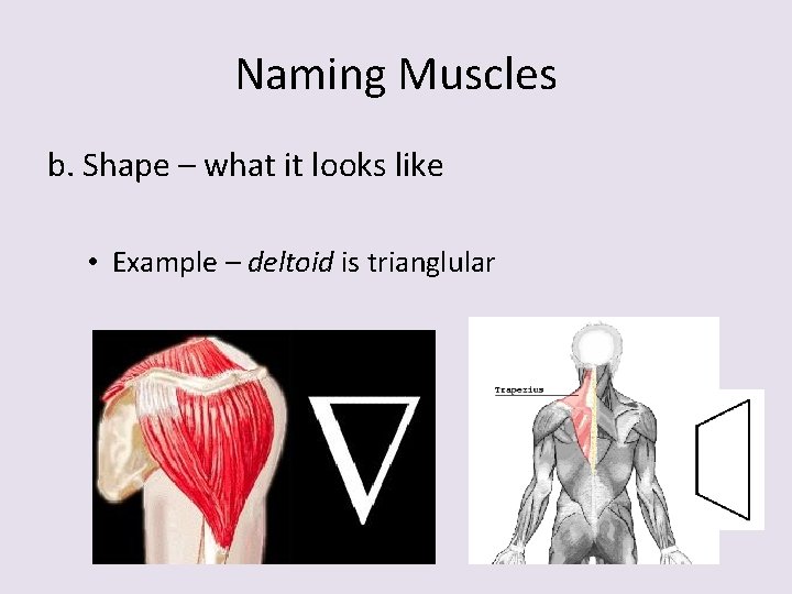 Naming Muscles b. Shape – what it looks like • Example – deltoid is