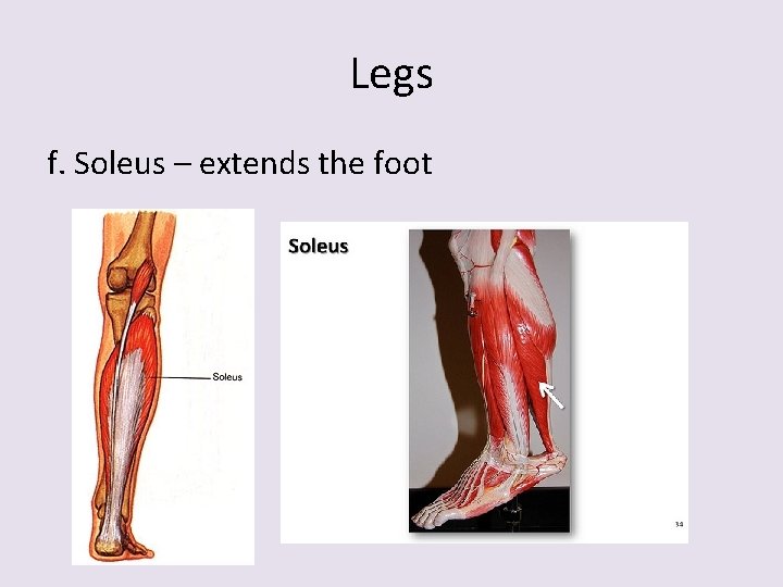 Legs f. Soleus – extends the foot 