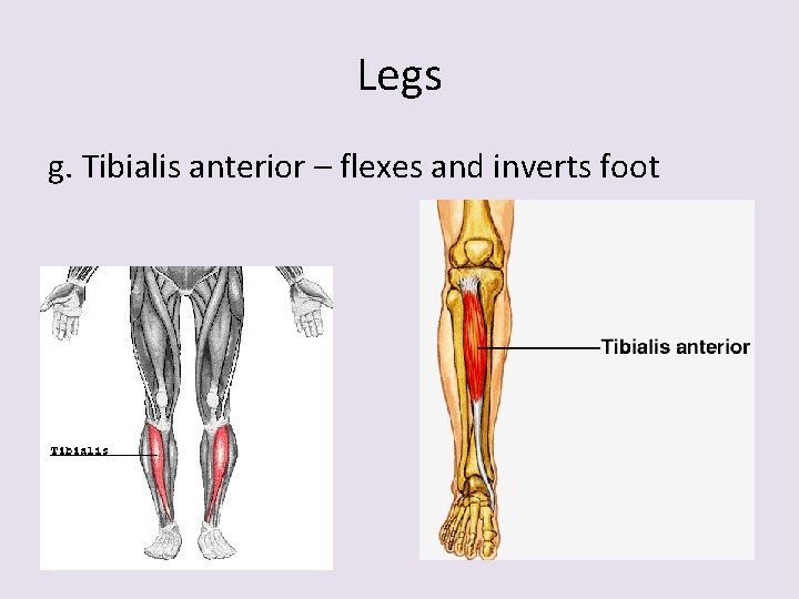 Legs g. Tibialis anterior – flexes and inverts foot 