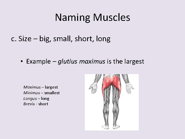Naming Muscles c. Size – big, small, short, long • Example – glutius maximus