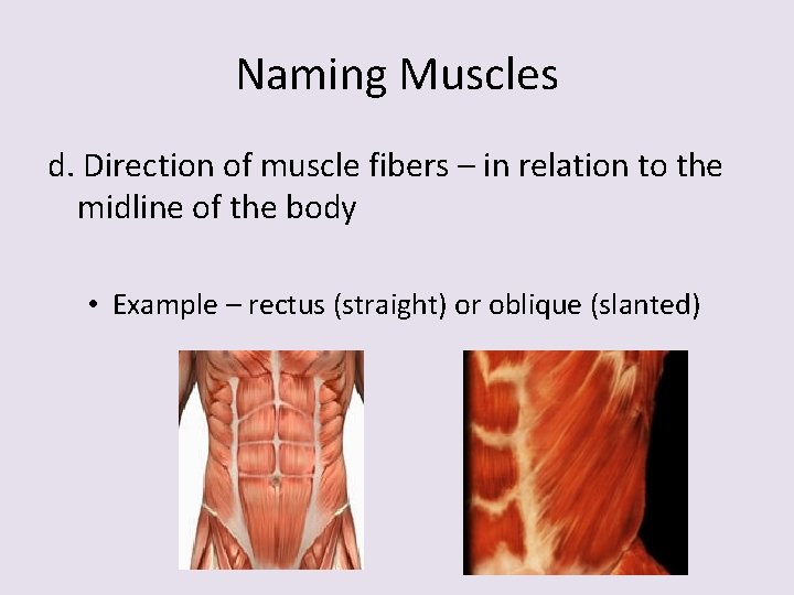 Naming Muscles d. Direction of muscle fibers – in relation to the midline of