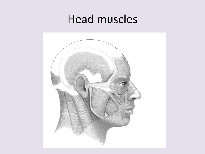 Head muscles 