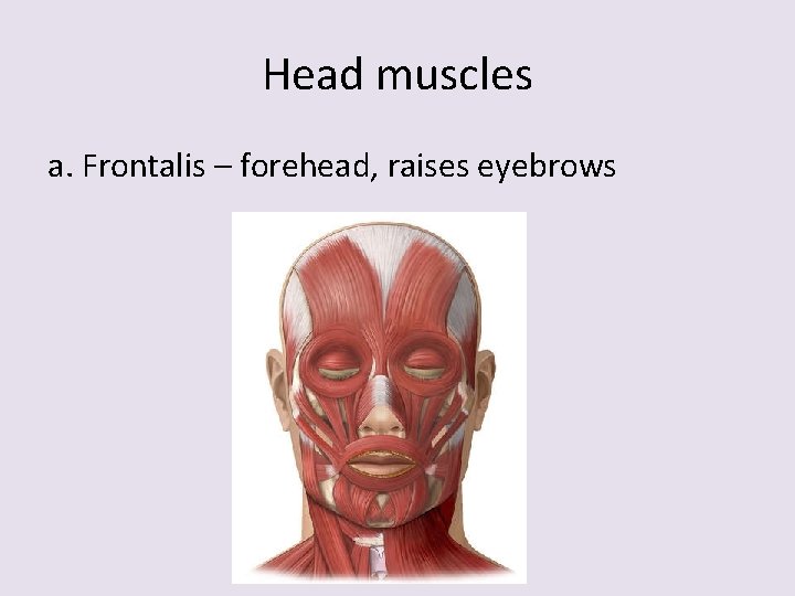 Head muscles a. Frontalis – forehead, raises eyebrows 
