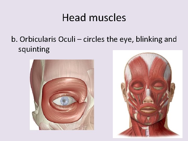 Head muscles b. Orbicularis Oculi – circles the eye, blinking and squinting 