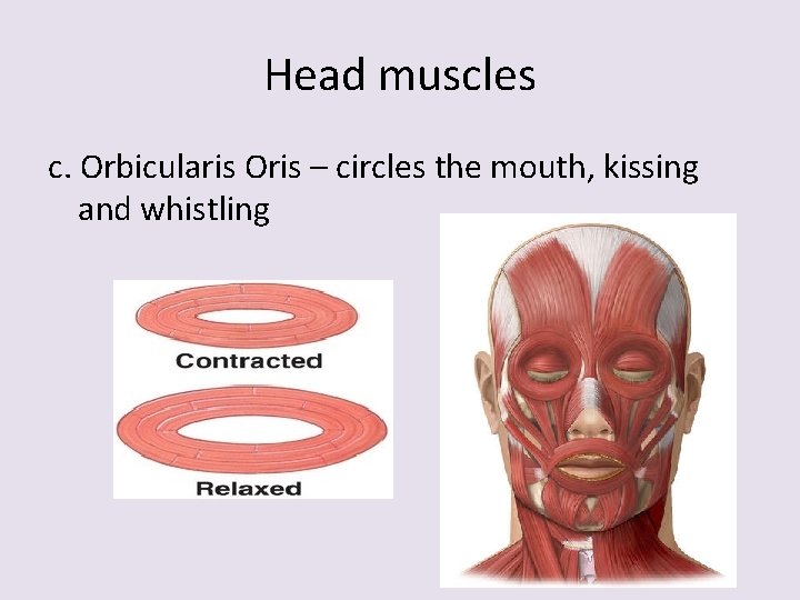 Head muscles c. Orbicularis Oris – circles the mouth, kissing and whistling 