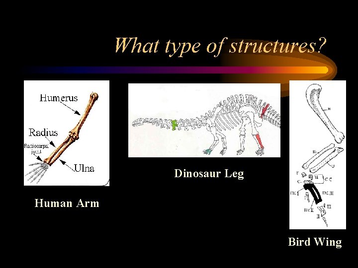 What type of structures? Dinosaur Leg Human Arm Bird Wing 
