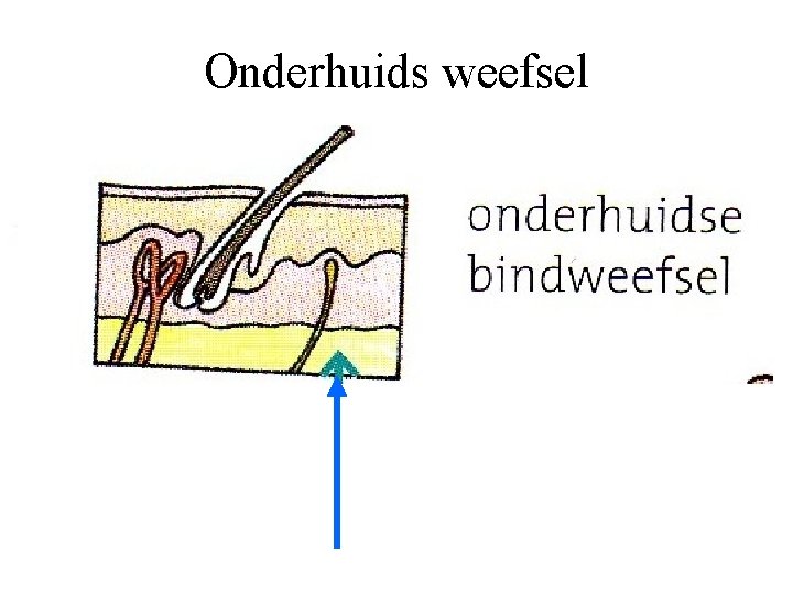 Onderhuids weefsel 