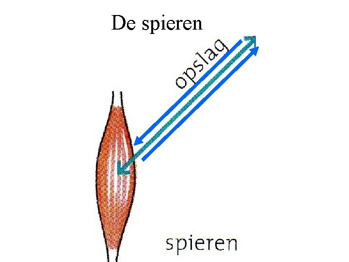 De spieren 