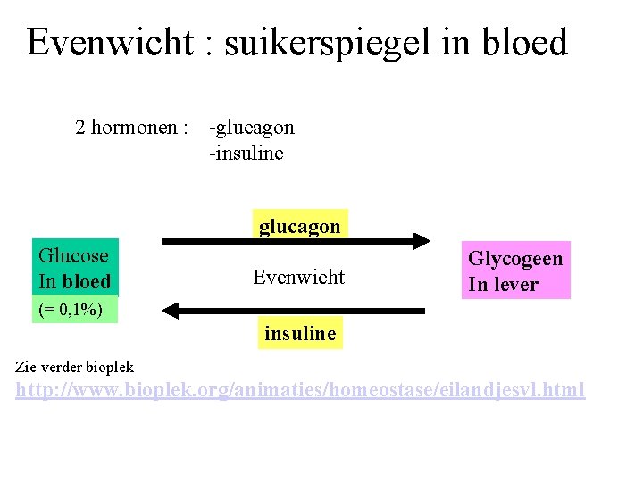 Evenwicht : suikerspiegel in bloed 2 hormonen : -glucagon -insuline glucagon Glucose In bloed