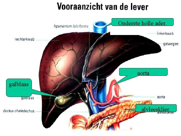 De lever bs 2 Onderste holle ader. aorta galblaas Meer over de lever: http: