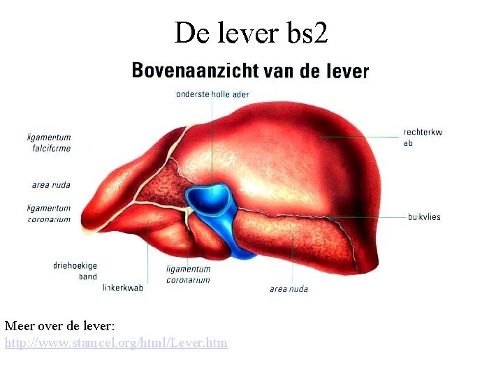 De lever bs 2 Meer over de lever: http: //www. stamcel. org/html/Lever. htm 