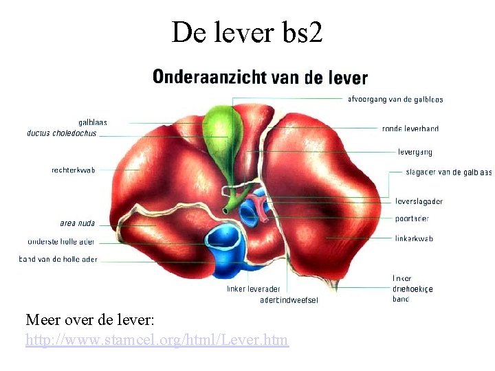 De lever bs 2 Meer over de lever: http: //www. stamcel. org/html/Lever. htm 