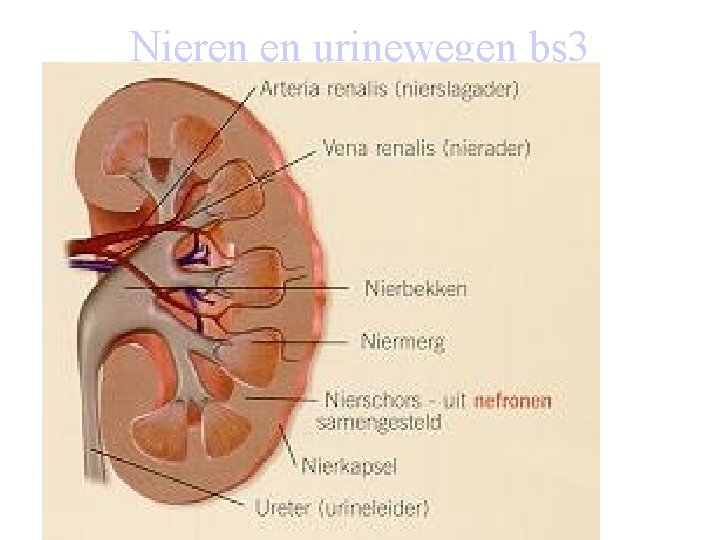 Nieren en urinewegen bs 3 