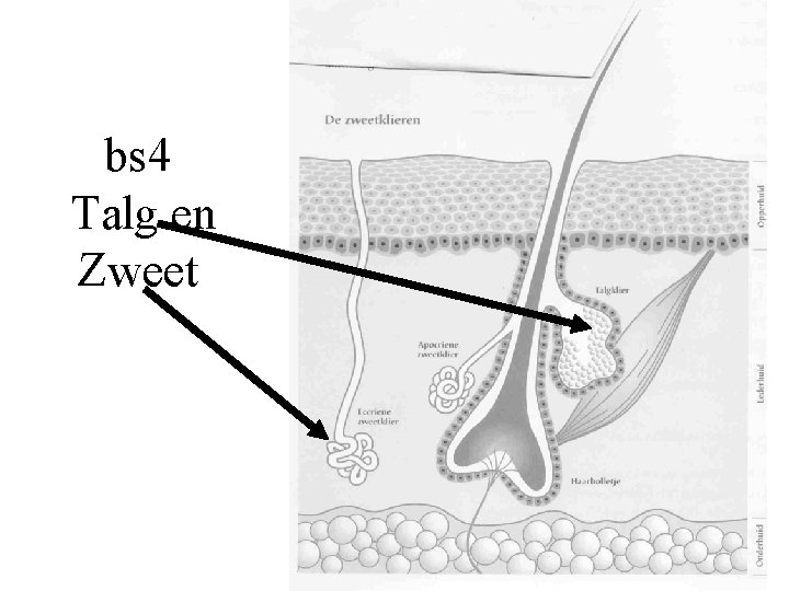 bs 4 Talg en Zweet 