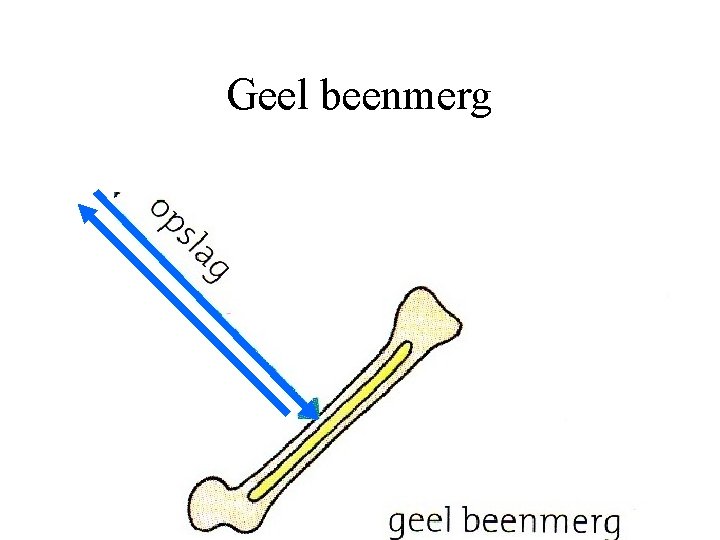 Geel beenmerg 