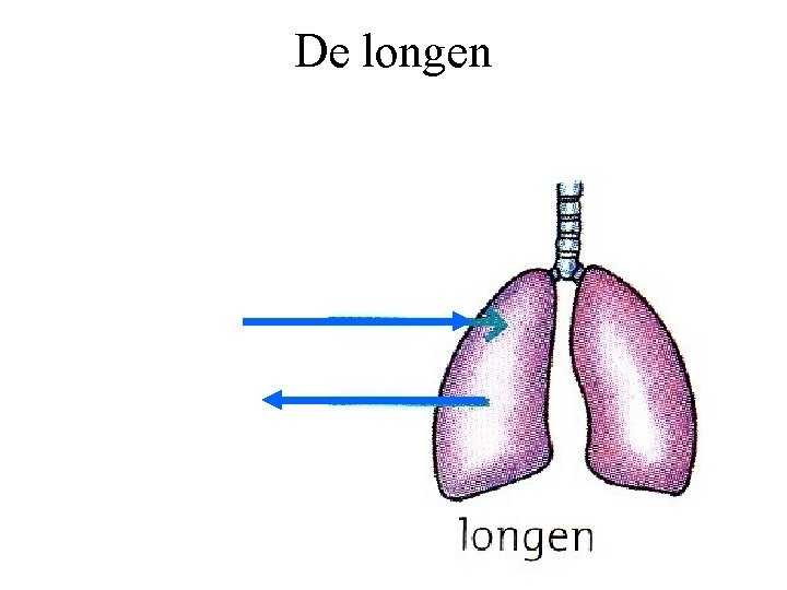 De longen 