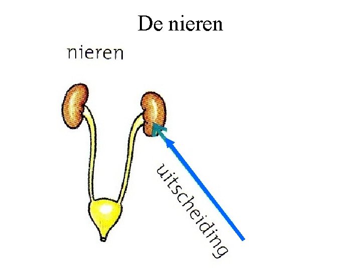 De nieren 