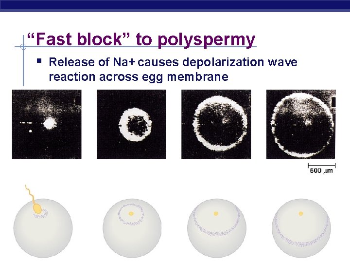 “Fast block” to polyspermy § Release of Na+ causes depolarization wave reaction across egg