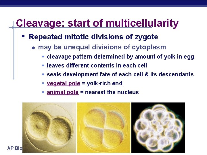 Cleavage: start of multicellularity § Repeated mitotic divisions of zygote u may be unequal