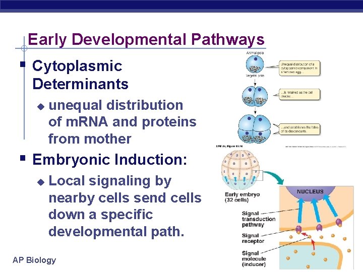Early Developmental Pathways § Cytoplasmic Determinants u unequal distribution of m. RNA and proteins