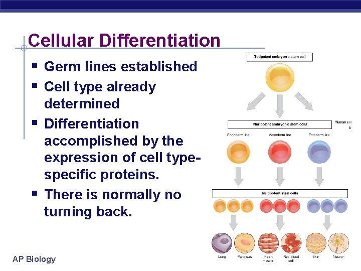 Cellular Differentiation § Germ lines established § Cell type already § § determined Differentiation