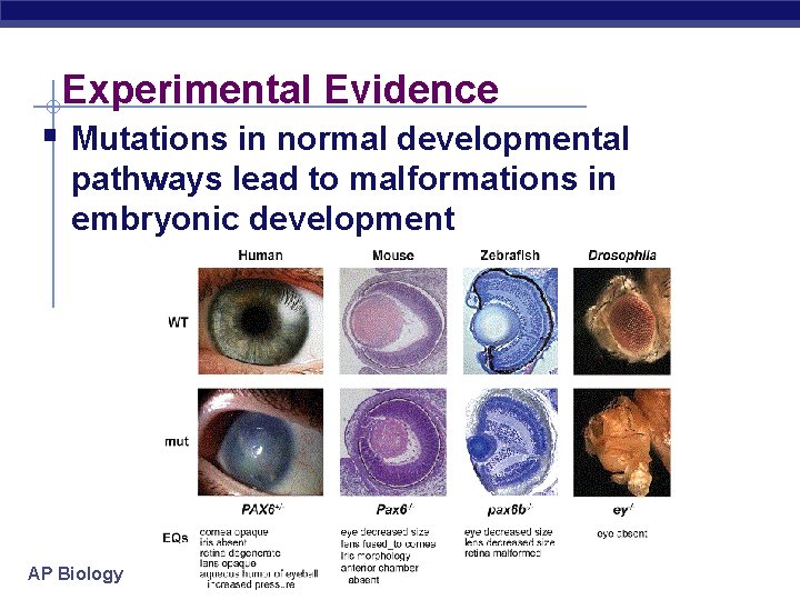 Experimental Evidence § Mutations in normal developmental pathways lead to malformations in embryonic development