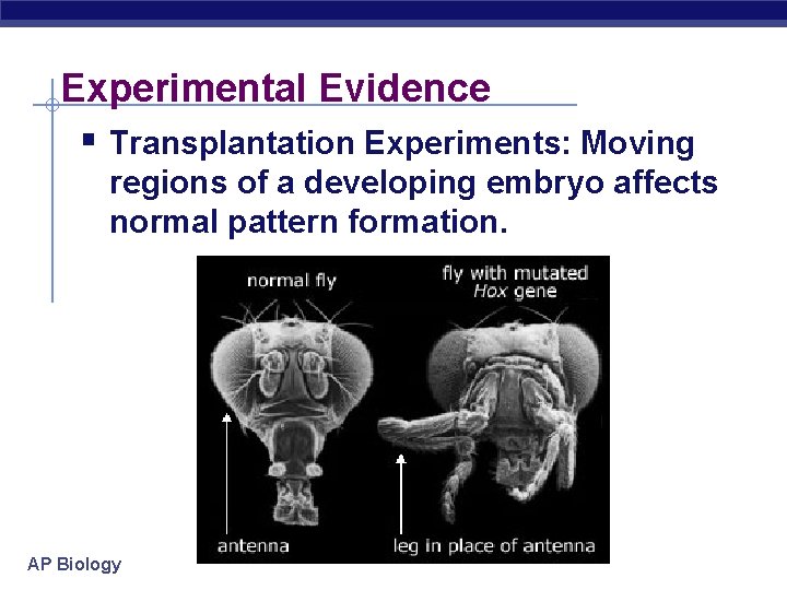 Experimental Evidence § Transplantation Experiments: Moving regions of a developing embryo affects normal pattern