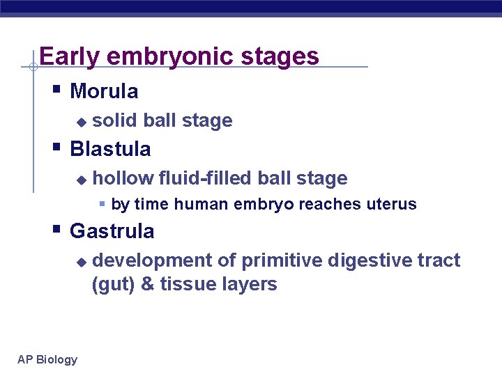 Early embryonic stages § Morula u solid ball stage § Blastula u hollow fluid-filled