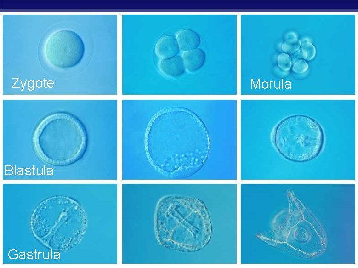 Zygote Morula Blastula Gastrula AP Biology 2004 -2005 