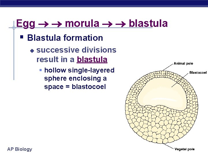 Egg morula blastula § Blastula formation u successive divisions result in a blastula §