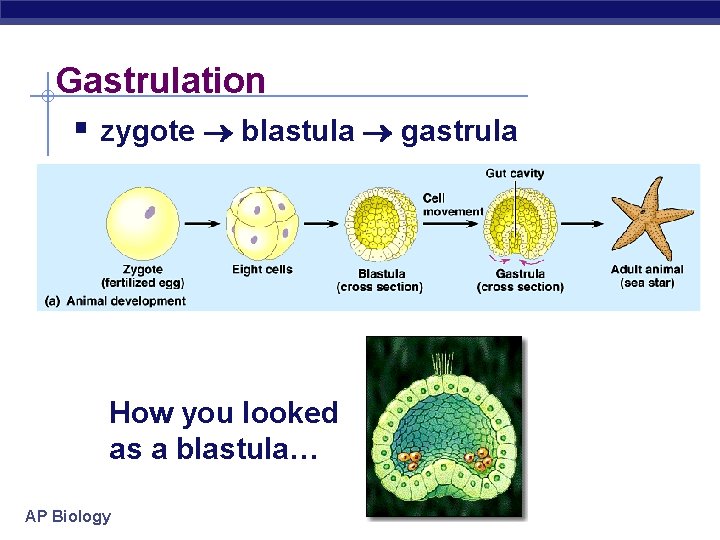 Gastrulation § zygote blastula gastrula How you looked as a blastula… AP Biology 