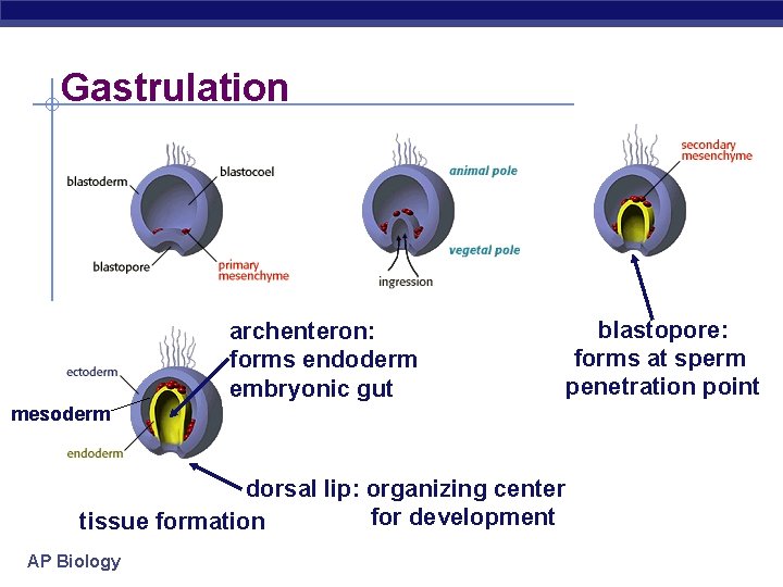 Gastrulation archenteron: forms endoderm embryonic gut mesoderm dorsal lip: organizing center for development tissue