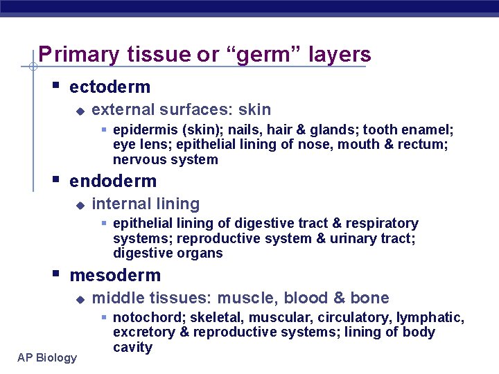Primary tissue or “germ” layers § ectoderm u external surfaces: skin § epidermis (skin);