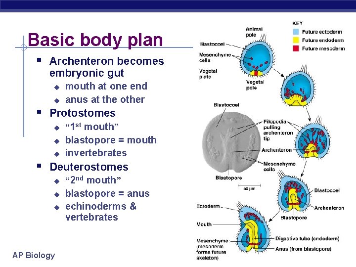 Basic body plan § Archenteron becomes embryonic gut u u mouth at one end
