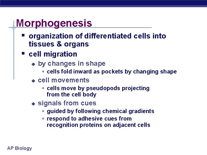 Morphogenesis § organization of differentiated cells into § tissues & organs cell migration u
