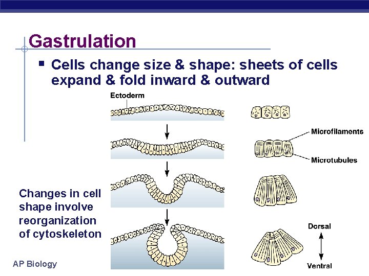 Gastrulation § Cells change size & shape: sheets of cells expand & fold inward