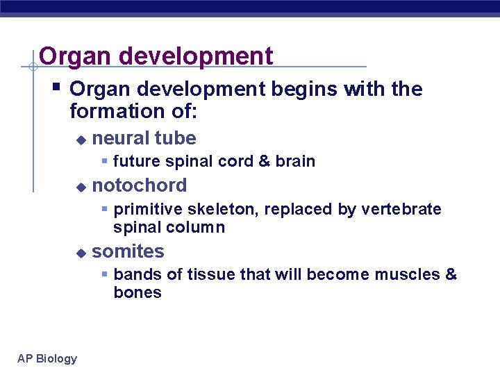 Organ development § Organ development begins with the formation of: u neural tube §