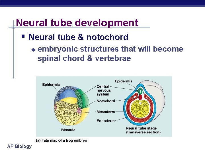 Neural tube development § Neural tube & notochord u AP Biology embryonic structures that