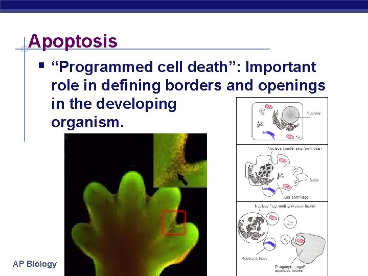 Apoptosis § “Programmed cell death”: Important role in defining borders and openings in the
