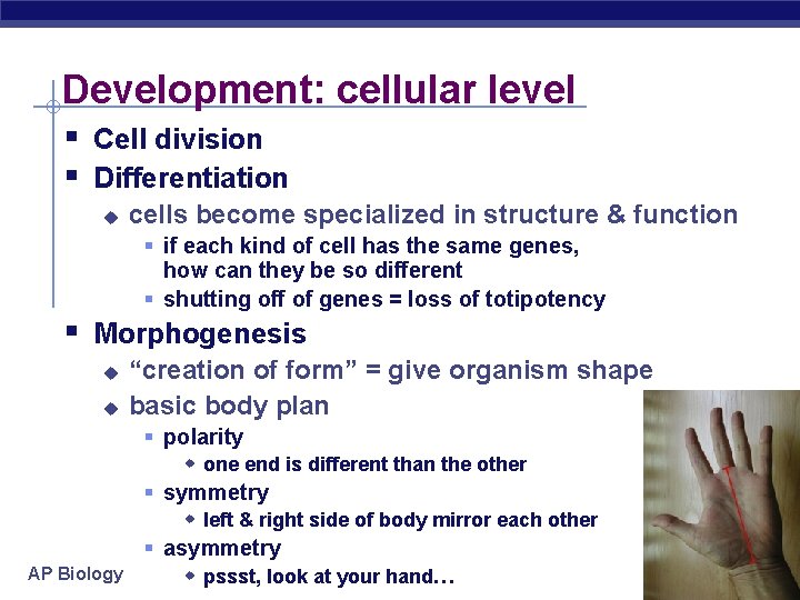 Development: cellular level § Cell division § Differentiation u cells become specialized in structure