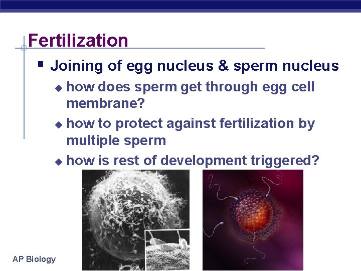 Fertilization § Joining of egg nucleus & sperm nucleus how does sperm get through