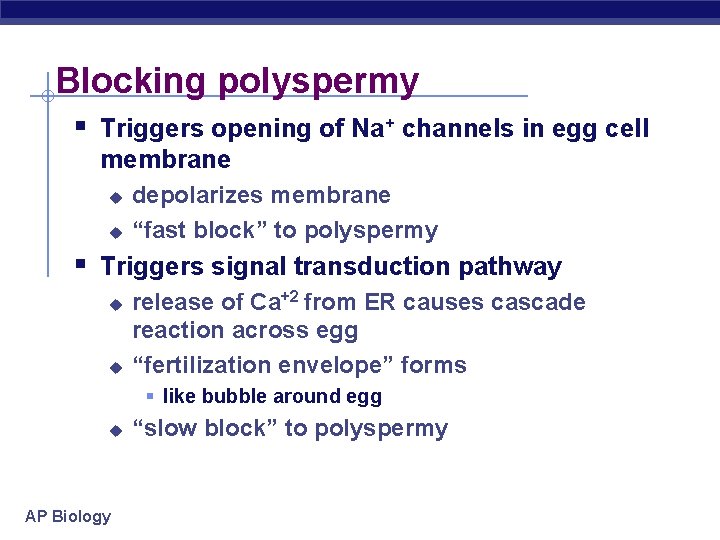 Blocking polyspermy § Triggers opening of Na+ channels in egg cell membrane u u