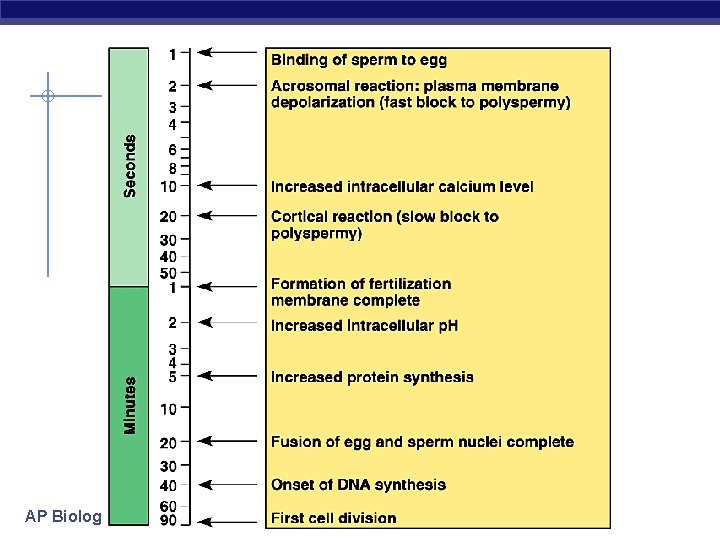 AP Biology 