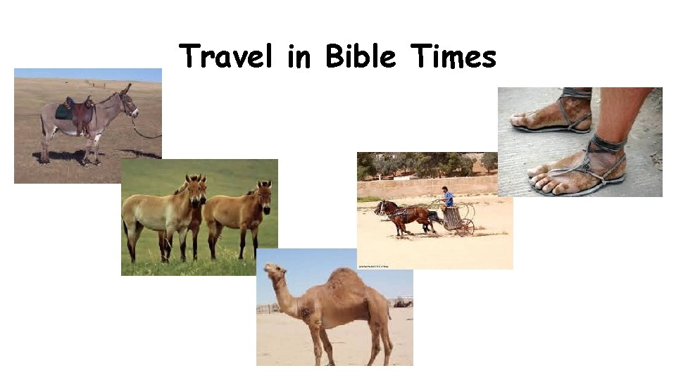 Travel in Bible Times 