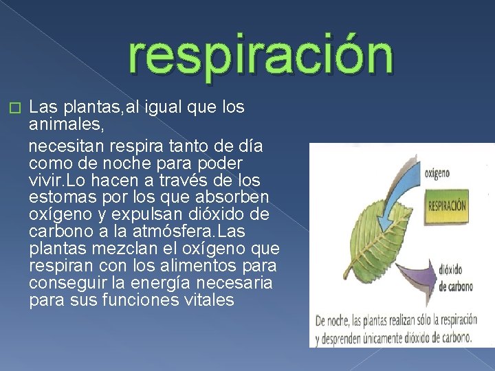 respiración � Las plantas, al igual que los animales, necesitan respira tanto de día