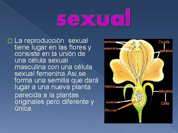 sexual � La reproducción sexual tiene lugar en las flores y consiste en la